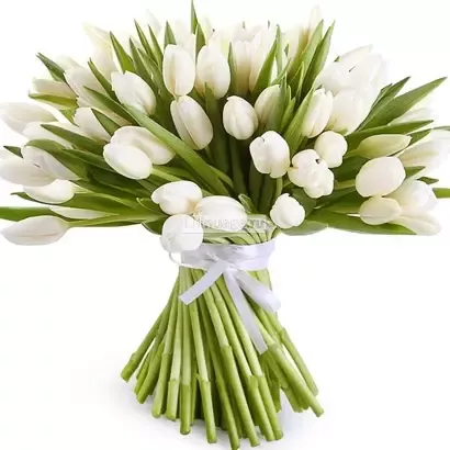 Букет из 101 белого тюльпана. Цена – 25950 руб. Арт – 395 - №1
