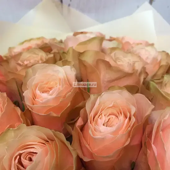  Розы «Букет из 29  пионовидных роз Кахала» - фото 4