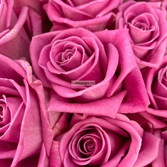  Розы «Мое сердце» - фото 5