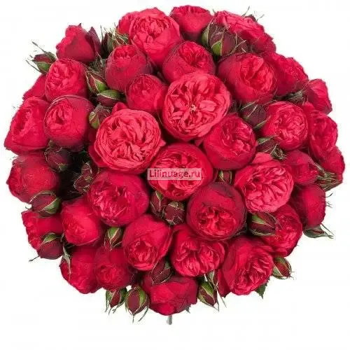 Пионовидные розы «Букет пионовидных роз «Red piano»» - фото 3