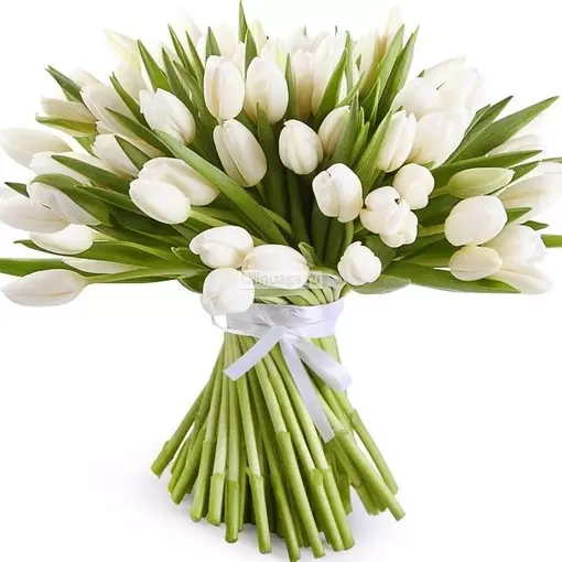Букет из 101 белого тюльпана. Цена – 23300 руб. Арт – 395 - №1