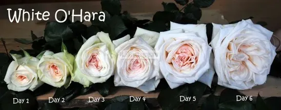  Розы «9 роз White o'hara» - фото 3