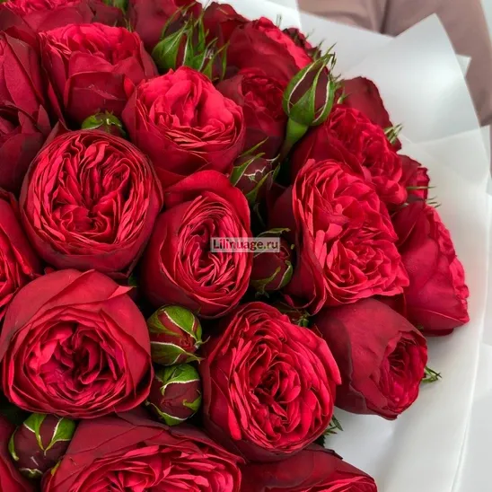Пионовидные розы «Букет пионовидных роз Ред Пиано» - фото 2
