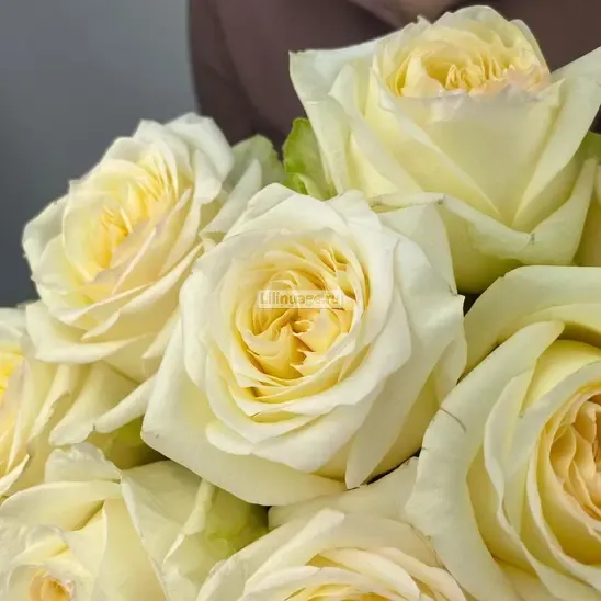 Пионовидные розы «Пионовидные розы Кэндллайт 25 шт» - фото 4