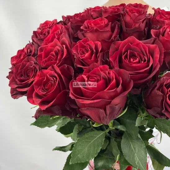 Красные Розы «Эквадрские розы Эксплорер 25 шт.» - фото 4